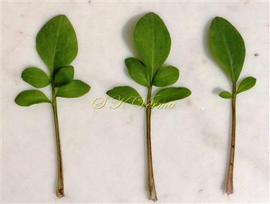  Leaves
